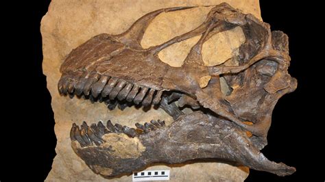 giant sauropod dinosaurs   sported turtlelike beaks science aaas