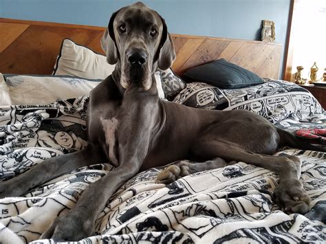 dog pet dane  photo  pixabay pixabay