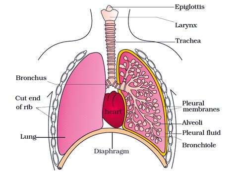 Breathing And Exchange Of Gases Notes Class Part Human