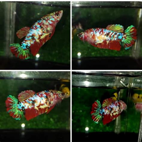 Jual Ikan Cupang Hias Line Rgg Red Guardian Galaxy Kab Ciamis Nggi