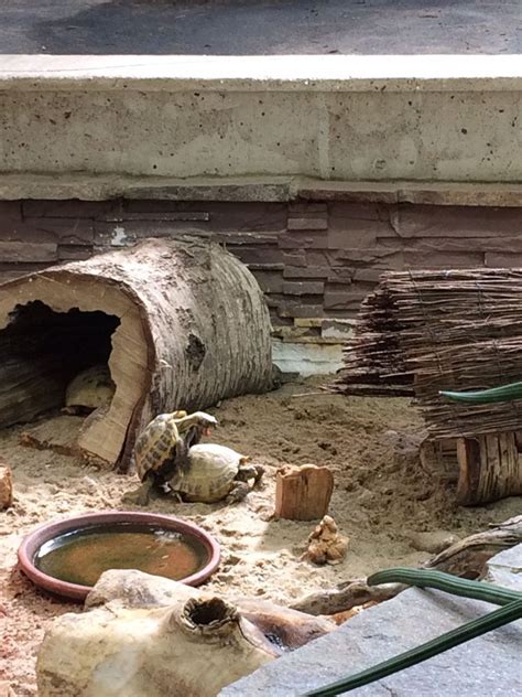 Восстание черепахи Тортилы | Пикабу