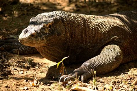 Can Komodo Dragons Climb Trees? | Reptile School