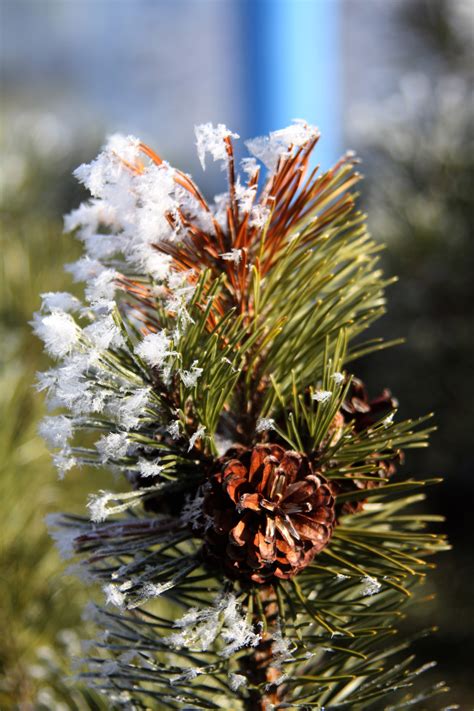 Pine Tree Free Stock Photo Public Domain Pictures