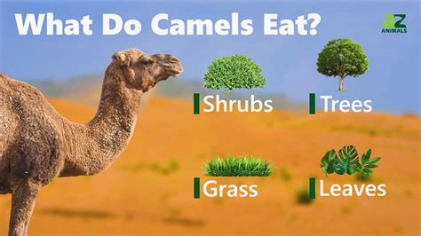 camels eat  diet explained   animals
