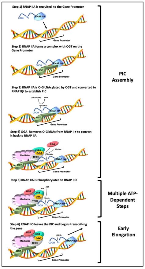 O Glcnac Cycling And Rnap Ii Mediated Transcription Model