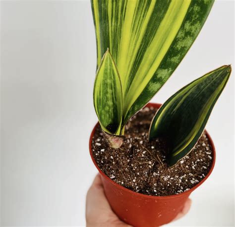 Sansevieria Masoniana Variegata Variegated Whale Fin Care Tips The