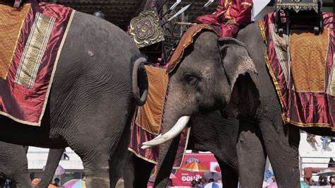 Elephant Round Up Festival - Surin - It's better in Thailand