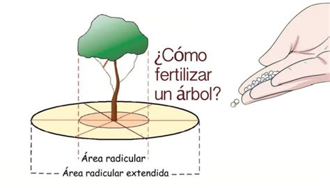 C Mo Fertilizar Un Rbol Infoagronomo