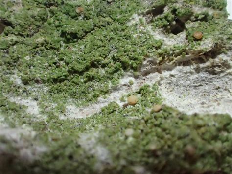 Whitbarrow Trip Lichen Report 18 February 2024 Cumbria Lichens And