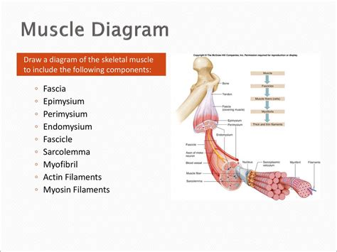 [最も人気のある！] epimysium diagram 688265-Epimysium diagram