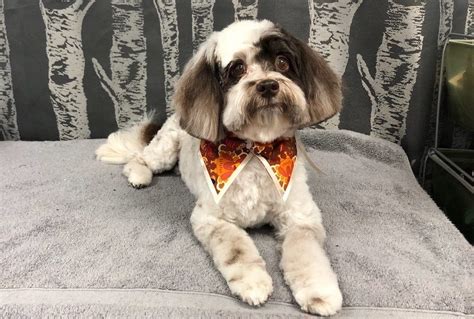 Havanese Archives - Wags To Riches Dog Grooming