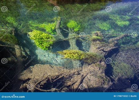 Putaruru Blue Springs Waihou River New Zealand Royalty-Free Stock Photography | CartoonDealer ...