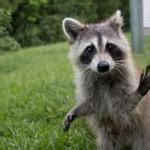 Raccoon waving Meme Generator - Imgflip