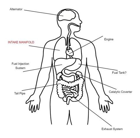 Blank Human Body Diagram In 2023 Body Diagram Human Body Diagram