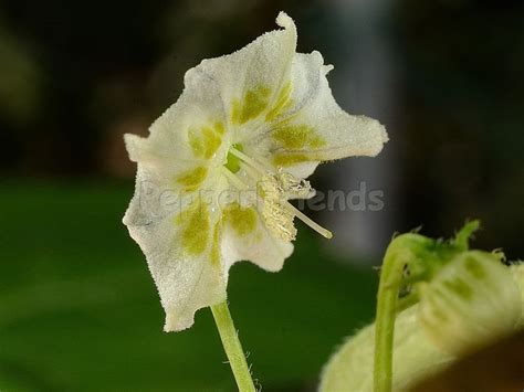 Capsicum Baccatum L Var Baccatum