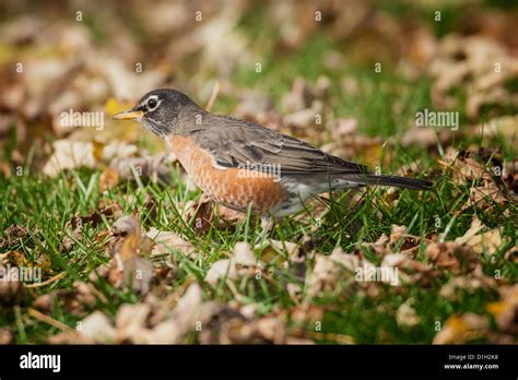 American Robin Adult Hi Res Stock Photography And Images Alamy