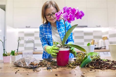 How To Propagate Orchids Easily At Home A Step By Step Guide