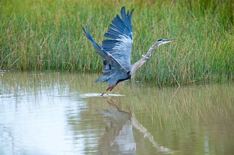 Blackwater National Wildlife Refuge National Parks Near Sandaway