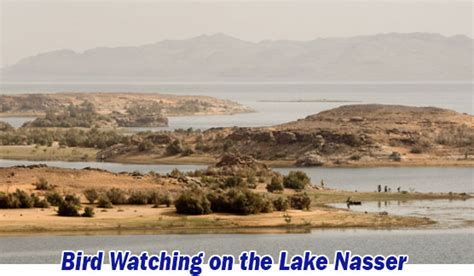 Aswan-Bird Watching - Tourism