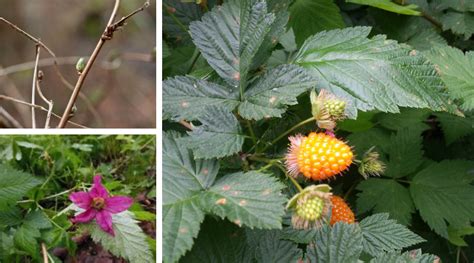 Native Plant Of The Month Salmonberry Shadow