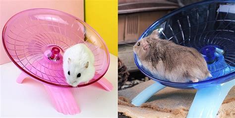 Что нужно для хомяка - Хомяк Хомякович