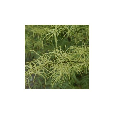 Aruncus Dioicus Kneiffii Goat S Beard