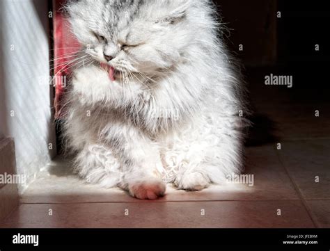 Grey Domestic Pussy Cat Kitten In Blur Light Background Cute Funny Kitten Close Up Domestic