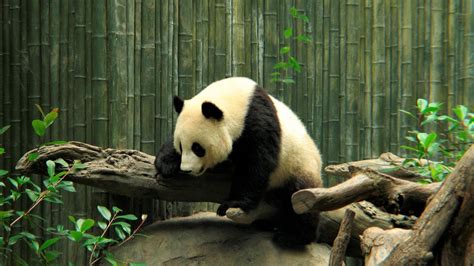 Panda Eating Wallpapers - Wallpaper Cave