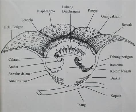 Kumpulan Contoh Cara Menggambar Bunga Bangkai Super Keren Informasi