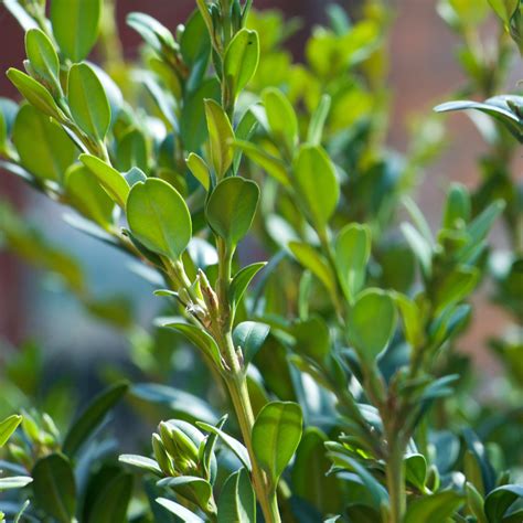 box buxus sempervirens british trees hedges habitat aid