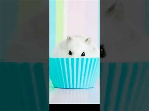 🐹 хомяк 🐹 - YouTube