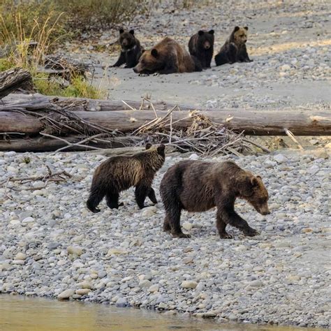 Our Top 5 Grizzly Bear Encounters in 2022 - Big Animal Encounters