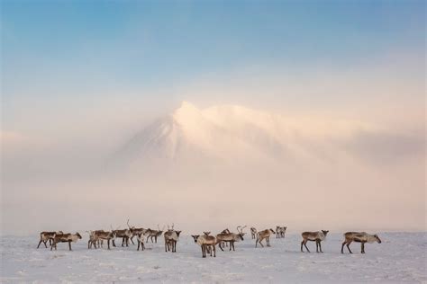 Where are all the caribou?