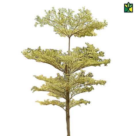 terminalia variegated buy  indore