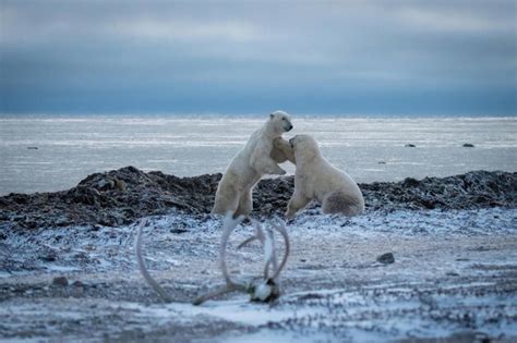 Dos Osos Polares Luchando En La Bah A De Hudson Foto Premium