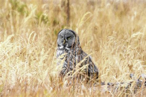 Deep Grass Hunting Photograph By Wes And Dotty Weber Fine Art America