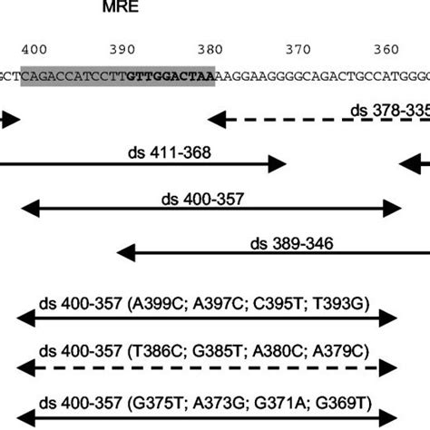 Competition Emsa Analysis A Gel Shift Assay With 32 P Labeled Mre