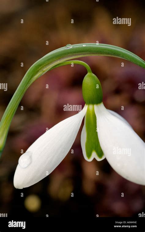 GALANTHUS GEORGE ELWES SNOWDROP AT THE GARDEN HOUSE DEVON ENGLAND