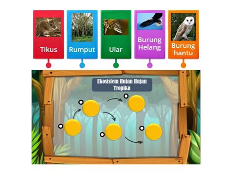 Lapisan Hutan Hujan Tropika Labelled Diagram My Xxx Hot Girl