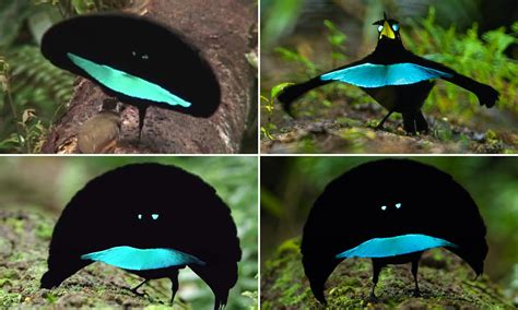 slick dance moves    species bird  paradise  revealed