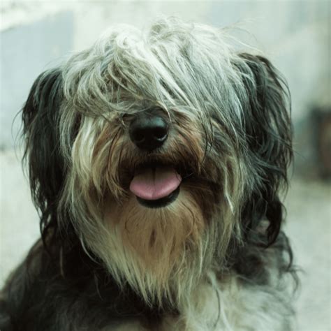 Польская низинная овчарка | Pet-Yes