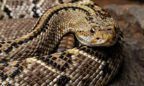 Here are the US States That Have No Rattlesnakes - W3schools