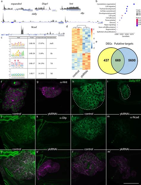 Identification Of Gene Targets Of Yki In Drosophila Tracheal