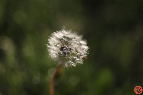 A New Canon Macro Lens Could be a World's First