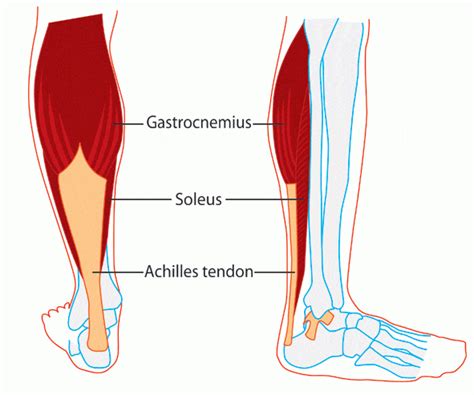 Calf Muscle Anatomy - Docpods Austrailia