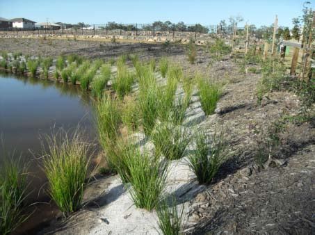 Lessons learned: Bioretention basin used as sediment basin during ...