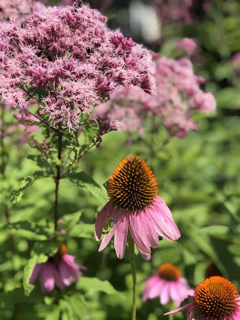 Butterfly Gardens in Glenville, NY - Jessecology