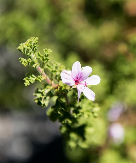 Scented Geranium, Lemon – The Herb Garden
