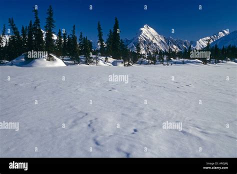 Hesperus alaska hi-res stock photography and images - Alamy