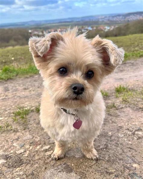 Havanese Mixes: 30 Cutest Havanese Hybrids